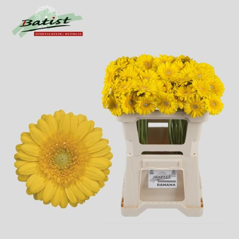 Germini Galbena, 50 cm, Pachet (20 buc.)